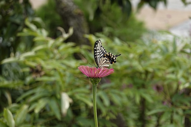 菲尔克鲁格